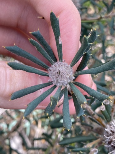 Image of Banksia carlinoides by (c) Thomas Mesaglio, some rights reserved (CC BY)
