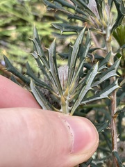 Banksia carlinoides