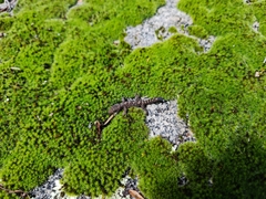 Amalosia lesueurii