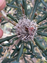 Banksia carlinoides