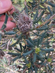 Banksia carlinoides