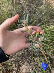 Banksia carlinoides