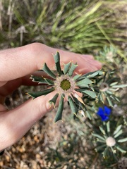 Banksia carlinoides
