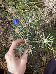 Banksia carlinoides