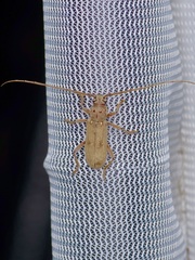 Eburia mutica