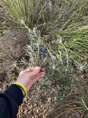 Banksia carlinoides