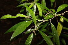 Argophyllum nullumense