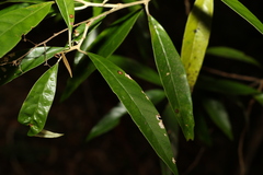 Argophyllum nullumense