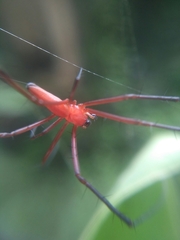 Argyrodes flavescens