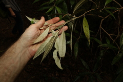 Argophyllum nullumense