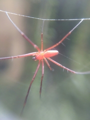 Argyrodes flavescens