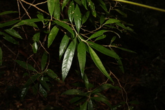 Argophyllum nullumense