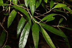 Argophyllum nullumense