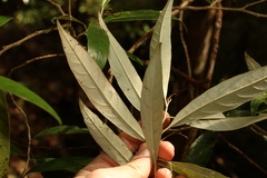 Argophyllum nullumense