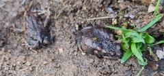 Uperoleia laevigata