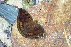 Euthalia merta merta