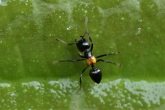 Crematogaster inflata