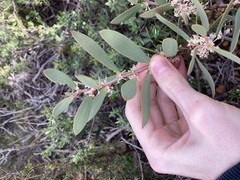 Hakea incrassata