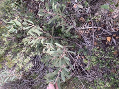 Hakea incrassata
