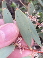 Hakea incrassata