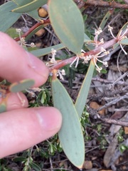 Hakea incrassata