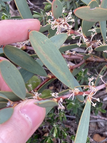 Image of Hakea incrassata by (c) Thomas Mesaglio, some rights reserved (CC BY)