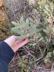 Hakea incrassata