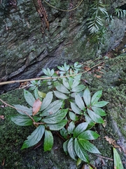 Elatostema lineolatum