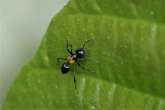 Crematogaster inflata