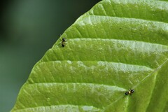 Crematogaster inflata