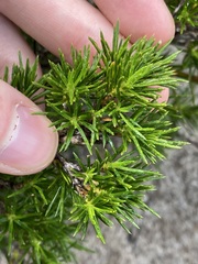 Calectasia narragara