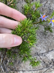 Calectasia narragara