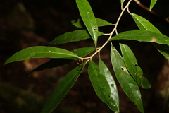 Argophyllum nullumense