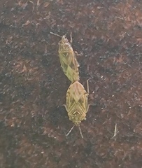 Chilacis typhae