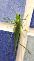 Anaulacomerina