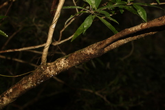 Argophyllum nullumense