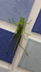 Anaulacomerina