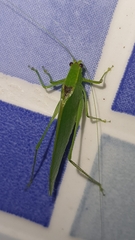 Anaulacomerina