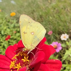 Colias poliographus