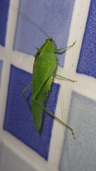 Anaulacomerina