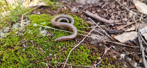 Two-clawed Worm-skink