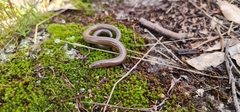 Two-Clawed Worm-Skink photo 4