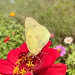Colias poliographus