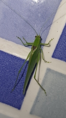 Anaulacomerina