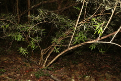 Argophyllum nullumense