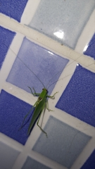 Anaulacomerina