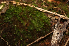 Pyrrhobryum spiniforme