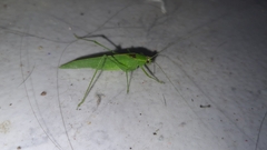 Anaulacomerina