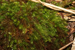 Pyrrhobryum spiniforme