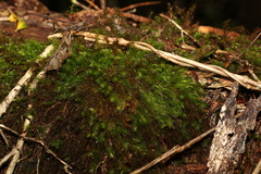 Pyrrhobryum spiniforme